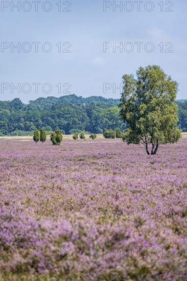 Purple flowering heath, broom heather and juniper bushes, Wilsede, Lüneburg Heath nature reserve, Lower Saxony, Germany