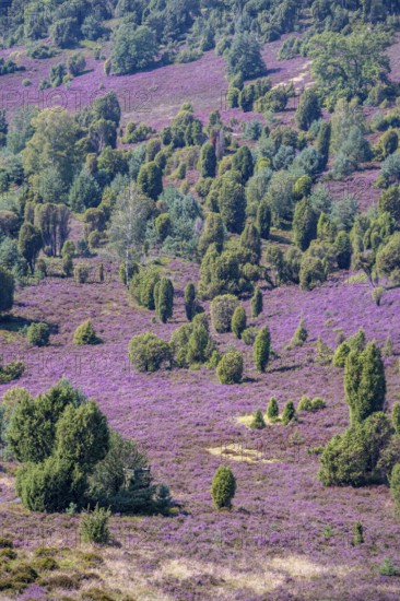 Purple flowering heath, broom heather and juniper bushes, in Totengrund, Wilsede, Lüneburg Heath nature reserve, Lower Saxony, Germany