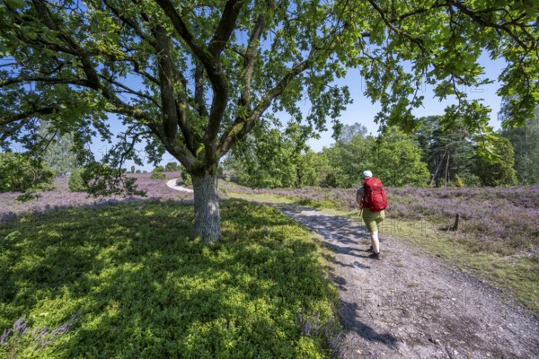 Hiker on a hiking trail with an oak tree, purple flowering heather, broom heather and juniper bushes, Wilsede, Lüneburg Heath nature reserve, Lower Saxony, Germany