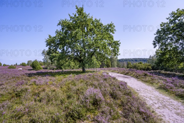 Purple flowering heath, broom heather and oak, Wilsede, Lüneburg Heath nature reserve, Lower Saxony, Germany