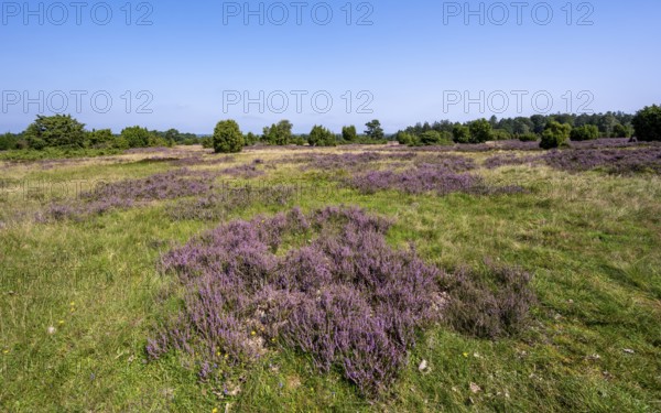 Purple flowering heath, heather and juniper bushes, Lüneburg Heath nature reserve, Lower Saxony, Germany
