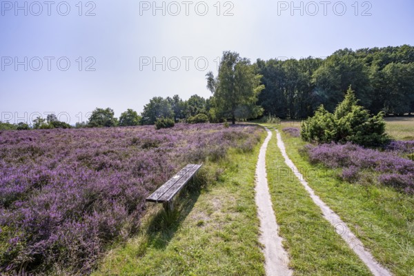 Path and bench, purple flowering heath, heather and juniper bushes, Lüneburg Heath nature reserve, Lower Saxony, Germany
