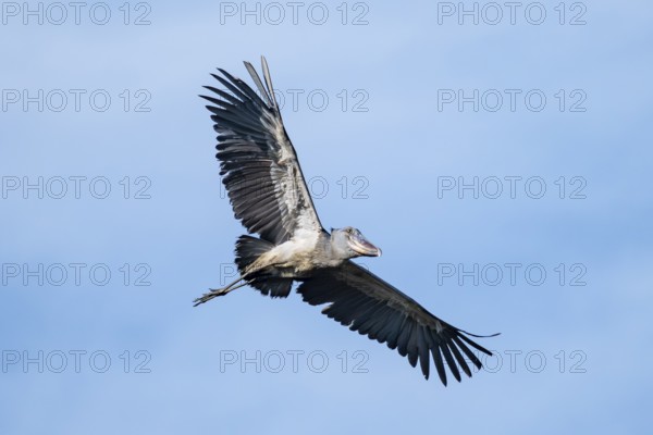 Shoebill (Balaeniceps rex) in flight, bird in the sky, Mabamba, Lake Victoria, Uganda