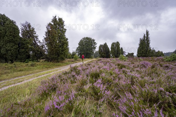Hiker on a path through purple flowering heath, heather and juniper bushes, Lüneburg Heath nature reserve, Lower Saxony, Germany
