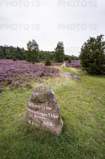 Signpost on a stone, purple flowering heather, broom heather and juniper bushes, Lüneburg Heath nature reserve, Lower Saxony, Germany