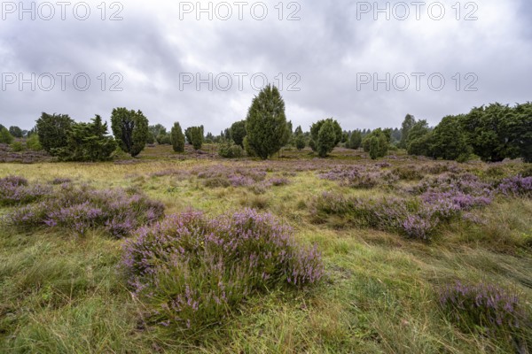 Purple flowering heath, broom heather and juniper bushes, Lüneburg Heath nature reserve, Lower Saxony, Germany