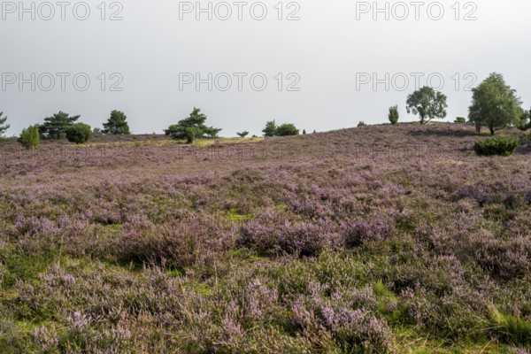 Purple flowering heath, broom heather and juniper bushes, Wilseder Berg, Lüneburg Heath nature reserve, Lower Saxony, Germany