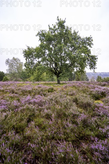 Purple flowering heather, broom heather and oak, Lüneburg Heath nature reserve, Lower Saxony, Germany