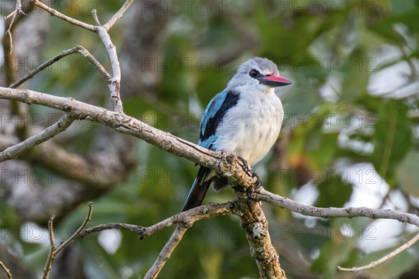 Senegal Kingfisher (Halcyon senegalensis) on a branch, Ziwa Rhino Sanctuary, Uganda