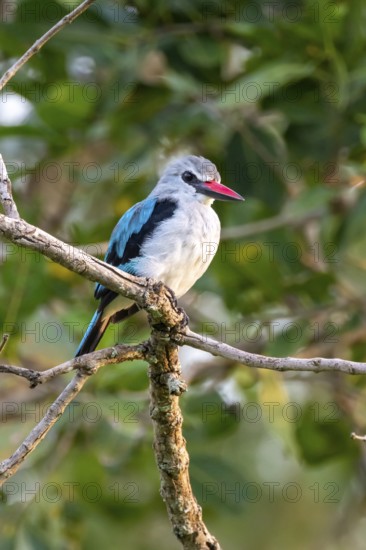 Senegal Kingfisher (Halcyon senegalensis) on a branch, Ziwa Rhino Sanctuary, Uganda