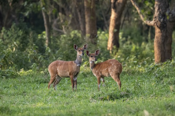 Two females, southern black rhino (Tragelaphus sylvaticus), Ziwa Rhino Sanctuary, Uganda