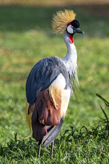 South African crowned crane (Balearica regulorum), Ziwa Rhino Sanctuary, Uganda