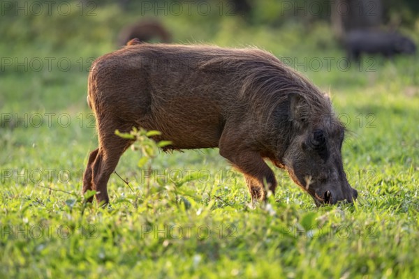 Warthog (Phacochoerus Africanus), Ziwa Rhino Sanctuary, Uganda