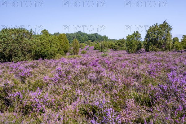 Purple flowering heath, heather and juniper bushes, Lüneburg Heath nature reserve, Lower Saxony, Germany