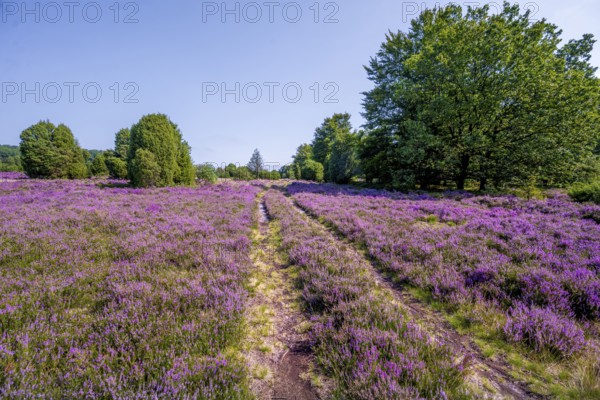 Path through purple flowering heath, heather and juniper bushes, Lüneburg Heath nature reserve, Lower Saxony, Germany