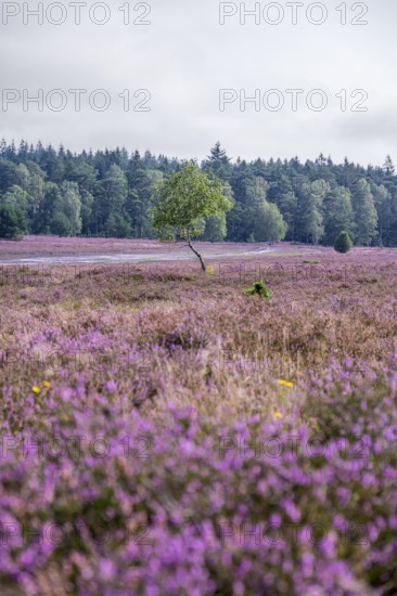 Purple flowering heath, heather and juniper bushes, Lüneburg Heath nature reserve, Lower Saxony, Germany