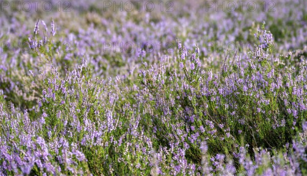 Heather, purple flowering heather (Calluna vulgaris), Lüneburg Heath nature reserve, Lower Saxony, Germany