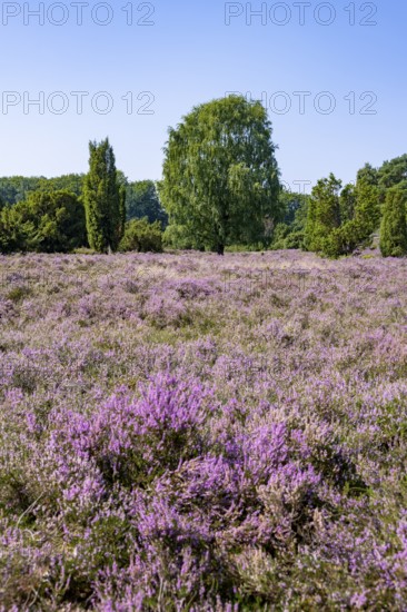 Purple flowering heath, broom heather and juniper bushes, in Totengrund, Wilsede Lüneburg Heath nature reserve, Lower Saxony, Germany