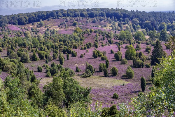 Purple flowering heath, broom heather and juniper bushes, in Totengrund, Wilsede Lüneburg Heath nature reserve, Lower Saxony, Germany