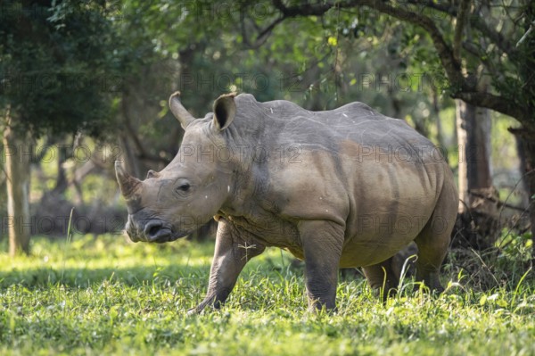 Southern white rhinoceros (Ceratotherium simum simum), Ziwa Rhino Sanctuary, Uganda