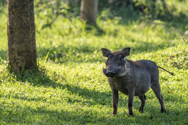Warthog (Phacochoerus), Ziwa Rhino Sanctuary, Uganda