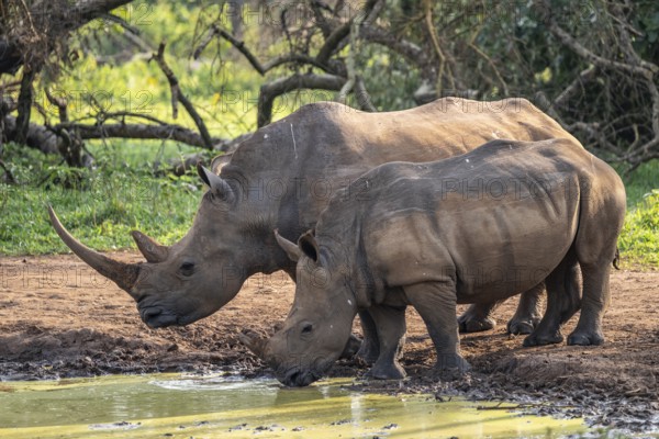 Two animals at a waterhole, Southern white rhinoceros (Ceratotherium simum simum), Ziwa Rhino Sanctuary, Uganda