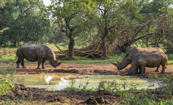 Three animals at a waterhole, Southern white rhinoceros (Ceratotherium simum simum), Ziwa Rhino Sanctuary, Uganda