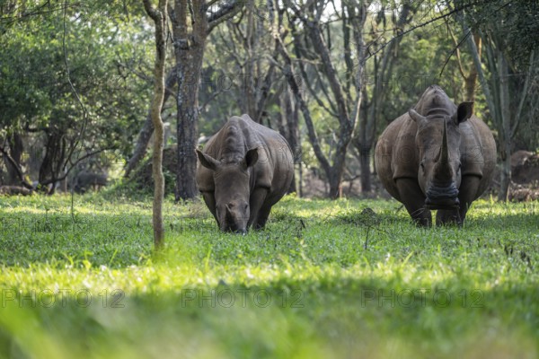 Two animals, Southern white rhinoceros (Ceratotherium simum simum), Ziwa Rhino Sanctuary, Uganda