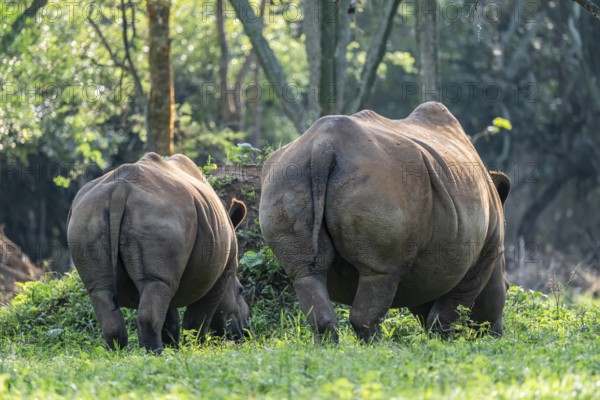 Two animals from behind, Southern white rhinoceros (Ceratotherium simum simum), Ziwa Rhino Sanctuary, Uganda