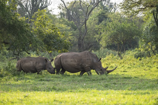 Two Southern white rhinoceros (Ceratotherium simum simum), Ziwa Rhino Sanctuary, Uganda