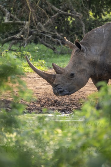 Animal at waterhole, Southern white rhinoceros (Ceratotherium simum simum), Ziwa Rhino Sanctuary, Uganda