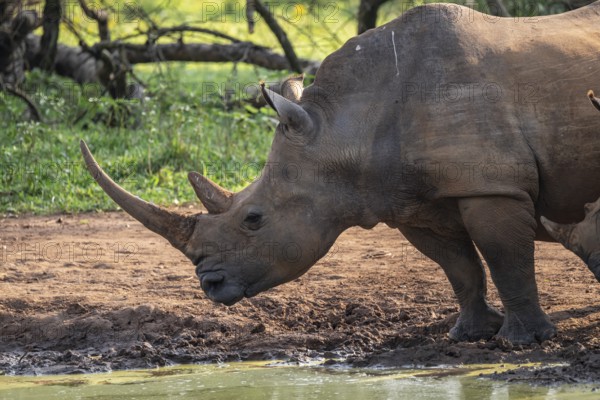 Animal at waterhole, Southern white rhinoceros (Ceratotherium simum simum), Ziwa Rhino Sanctuary, Uganda