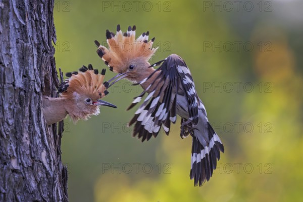 Hoopoe (Upupa epops) Bird of the Year 2022, male with food, prey, foraging, food for the young birds, erected bonnet, sunrise, interaction, breeding cave, nest, young bird begging for food, flying, on approach, wings, climate change, Middle Elbe Biosphere Reserve, Saxony-Anhalt, Germany