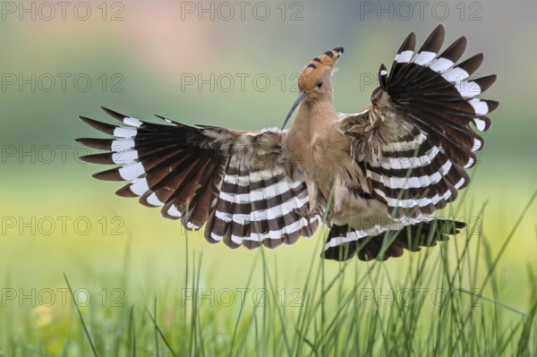 Hoopoe (Upupa epops) Bird of the Year 2022, male, female, erect canopy, sunrise, interaction, breeding cavity, approaching, nest, flying, wings spreading, approaching, wings, climate change, Middle Elbe Biosphere Reserve, Saxony-Anhalt, Germany