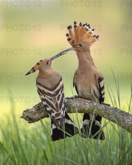 Hoopoe (Upupa epops) Bird of the Year 2022, male with food, prey, foraging, raised bonnet, sunrise, interaction, breeding cavity, pair, pair formation, male and female, nuptial gift, climate change, feeding, interaction, Middle Elbe Biosphere Reserve, Saxony-Anhalt, Germany