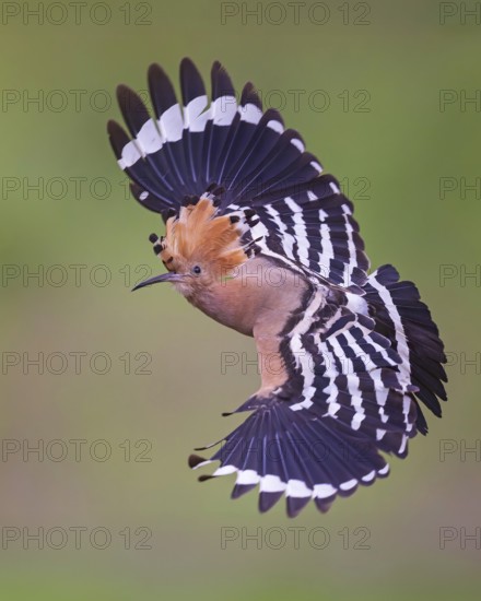 Hoopoe (Upupa epops) Bird of the Year 2022, male, female, erect canopy, sunrise, interaction, breeding cavity, approaching, nest, flying, wings spreading, approaching, wings, climate change, Middle Elbe Biosphere Reserve, Saxony-Anhalt, Germany