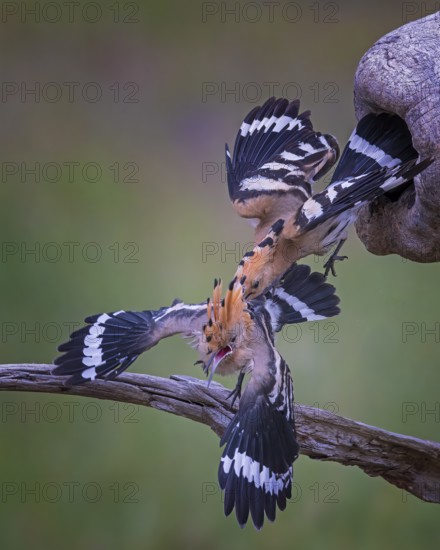 Hoopoe (Upupa epops) Bird of the Year 2022, male, interaction, adult bird throws young bird out of breeding cavity, occupation of breeding cavity by foreign bird pair, young bird partially able to fly, behavioural pattern, takeover by foreign pair, climate change, Middle Elbe Biosphere Reserve, Saxony-Anhalt, Germany