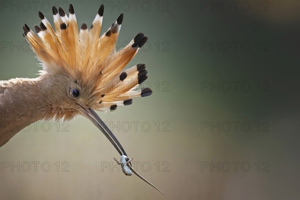 Hoopoe (Upupa epops) Bird of the Year 2022, male, female, erect cap, sunrise, interaction, portrait with lizard as prey, climate change, Middle Elbe Biosphere Reserve, Saxony-Anhalt, Germany