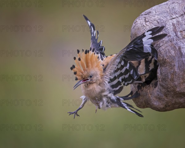 Hoopoe (Upupa epops) Bird of the Year 2022, male, interaction, adult bird throws young bird out of breeding den, occupation of breeding den by foreign bird pair, young bird partially able to fly, behavioural pattern, takeover by foreign pair, climate change, Middle Elbe Biosphere Reserve, Saxony-Anhalt, Germany