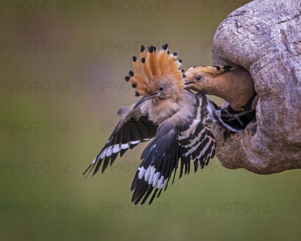 Hoopoe (Upupa epops) Bird of the Year 2022, male, interaction, adult bird throws young bird out of breeding cavity, occupation of breeding cavity by foreign pair, young bird partially able to fly, behavioural pattern, takeover by foreign pair, climate change, Middle Elbe Biosphere Reserve, Saxony-Anhalt, Germany