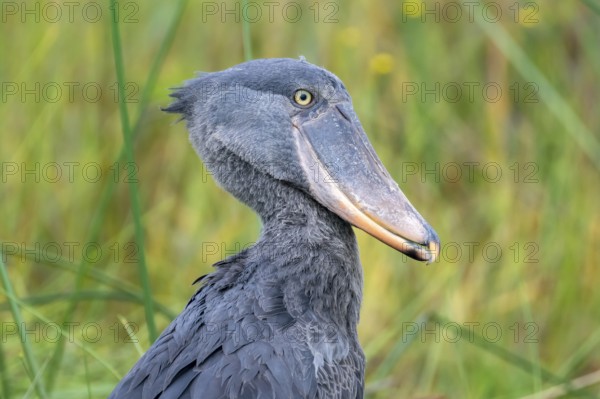 Shoebill (Balaeniceps rex), young bird, animal portrait, Mabamba Swamp, Lake Victoria, Uganda