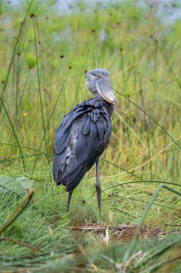 Shoebill (Balaeniceps rex), young bird standing in nest, Mabamba Swamp, Lake Victoria, Uganda