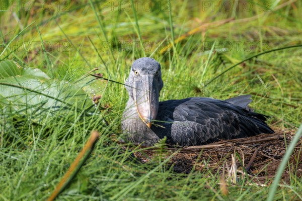 Shoebill (Balaeniceps rex), young bird sitting in nest, Mabamba Swamp, Lake Victoria, Uganda
