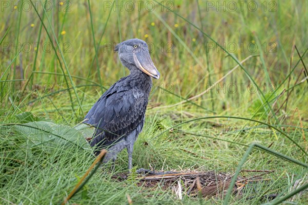 Shoebill (Balaeniceps rex), young bird kneeling in nest, Mabamba Swamp, Lake Victoria, Uganda