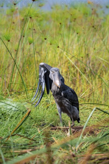 Shoebill (Balaeniceps rex), young bird kneeling in nest, fluttering its wings, funny, Mabamba Swamp, Lake Victoria, Uganda