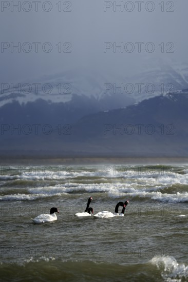Black-necked swans (Cygnus melancoryphus), Patagonia, Chile, South America