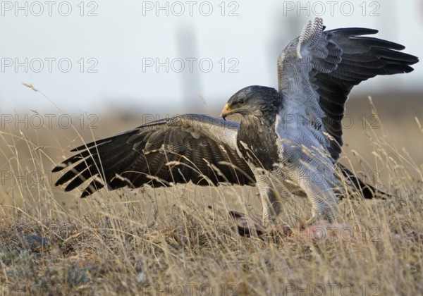 Aguja or Andean Buzzard (Geranoaetus melanoleucus australis) feeding on prey, Torres del Paine National Park, Patagonia, Chile, South America