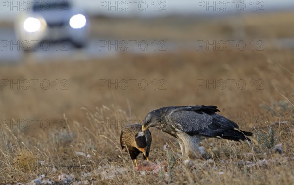 Crested caracaras (Caracara plancus) and aguja or Andean buzzard (Geranoaetus melanoleucus australis), Patagonia, Chile, South America