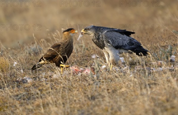 Crested caracaras (Caracara plancus) and Andean buzzard or aguja (Geranoaetus melanoleucus australis), Patagonia, Chile, South America