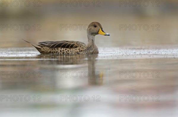 Andean duck (Anas flavirostris), Torres del Paine National Park, Patagonia, Chile, South America